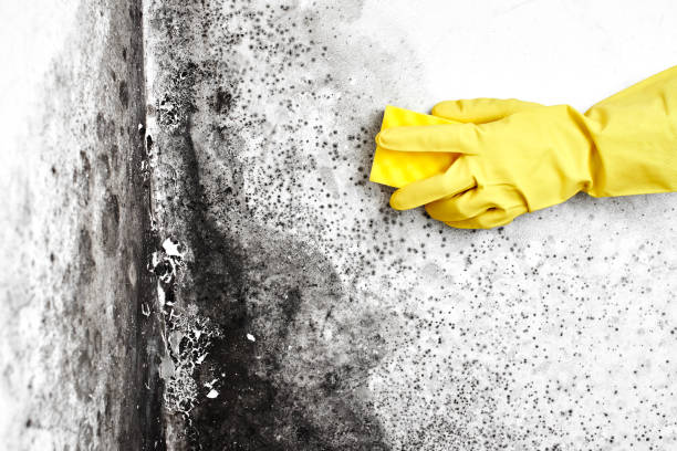 Best Post-Flood Mold Remediation in Spring Grove, MN