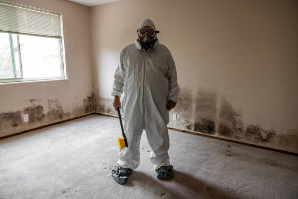Best DIY Mold Remediation Support Services in Spring Grove, MN